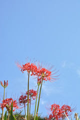 彼岸花　青空

