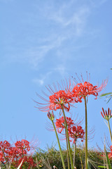 彼岸花　青空