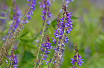 Violet flowers in the field