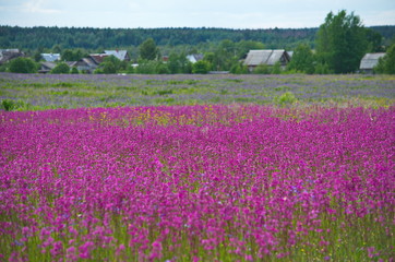 Fototapeta na wymiar Field with pink flowers and village in the background