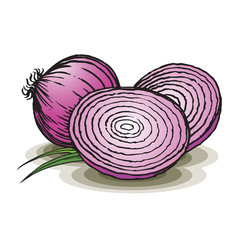 color hand drawn onion on smooth background