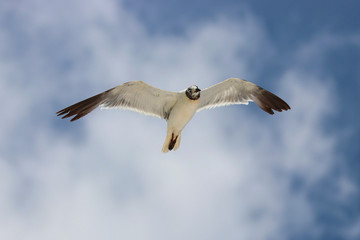 Seagull in flight