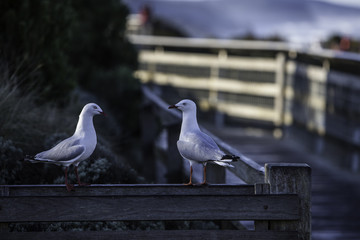 Shore Birds, Twelve Apostles National Park, Australia