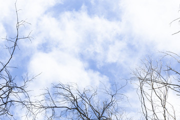 Nature background with tree branches and room for copy space