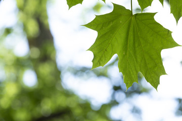 Green maple leaf