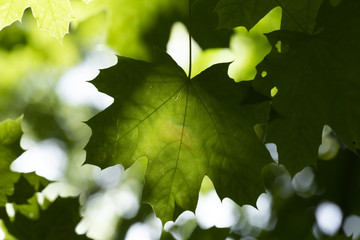 Green maple leaf