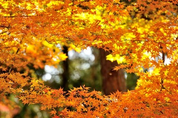 黄葉./枝が空洞になっている状態です