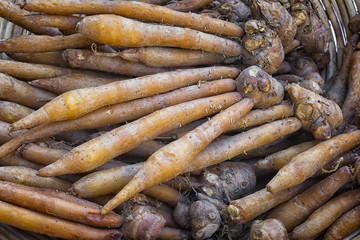 Finger root; Krachai (Boesenbergia rotunda) in pile; thai herb