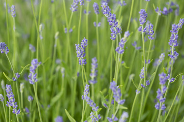 Obraz premium small lavender flowers in a meadow