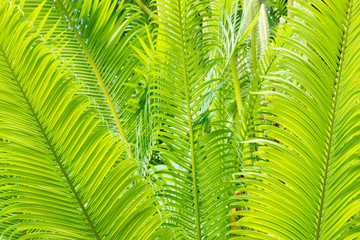 Naklejka na ściany i meble detail of bright green tropical palm tree leaves 