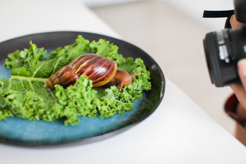 someone is taking pictures of big Achatina snail on green salad leaves on dark blue plate on white table selective focus