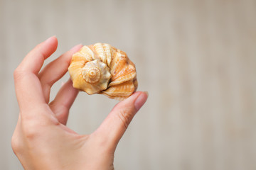 Beautiful shell in her hand. geometric shape of shells