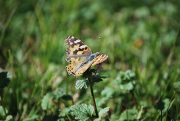Butterfly in Field
