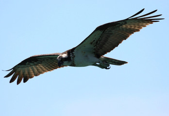 Osprey in flight