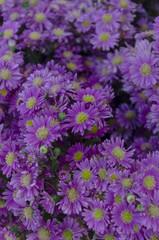arrangement of purple flowers in flower market stall beautiful bouquet of flowers for offering and gift to a loved one