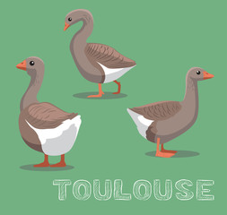 Domestic Goose Toulouse Cartoon Vector Illustration