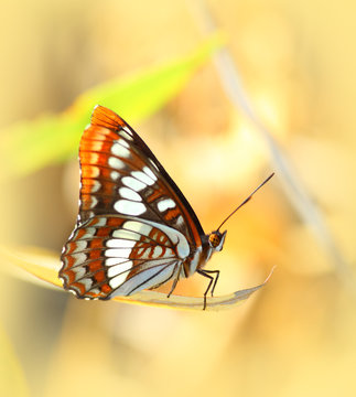 Lorquin Admiral Butterfly