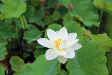 ７月のハスの花