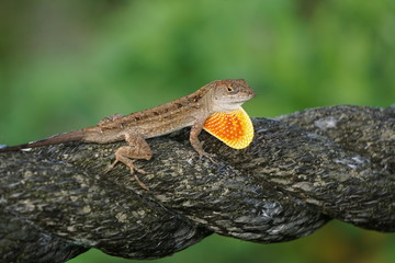 Florida Fire Breathing Lizard  