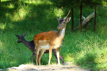 Damwild