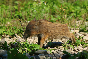 Wildschwein - Frischling