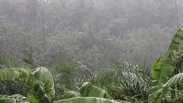 Tropical wind and big rain drops falling on the green palm tree leaves in island Koh Phangan, Thailand. Natural disaster