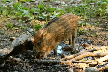 Wildschwein - Frischling
