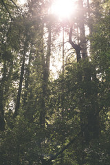 The sun peers through the redwood forest at Muir Woods