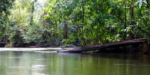 Obraz premium River in the rainforest 