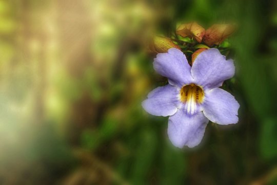 Fototapeta purple flower in forest south Thailand