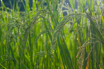 Green rice fields in the morning