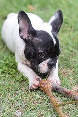 french bulldog puppy with stick on green grass garden background