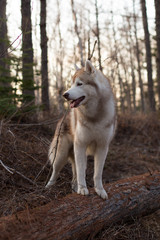 Fototapeta premium Profile Portrait of gorgeous beige and white Siberian Husky dog standing in the forest at sunset