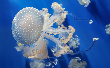 White spotted jellyfish or Floating bell or Australian spotted jellyfish