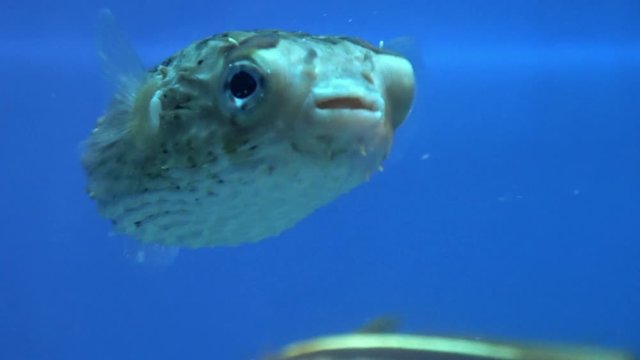 ハリセンボン / Longspined Porcupinefish, Diodontidae