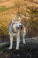 Portrait of gorgeous beige and white Siberian Husky dog standing on the hill on mountains background