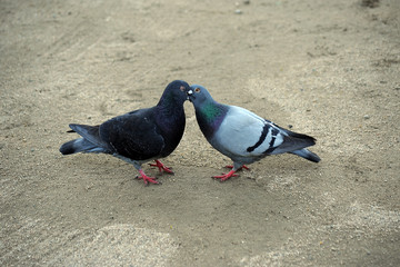 愛をささやく鳩