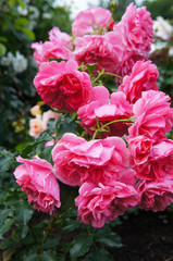 Climbing roses pink cloud flowers