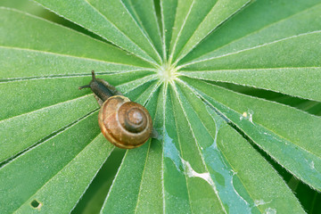 Copse snail, Arianta arbustorumrum leaving a slimy trail