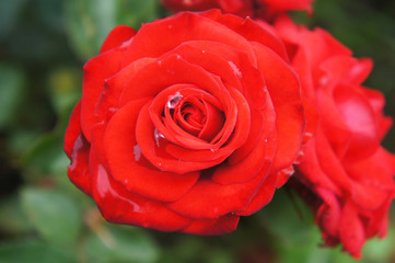 Red rose flower head with green background