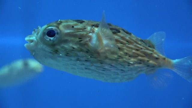 ハリセンボン / Longspined Porcupinefish, Diodontidae