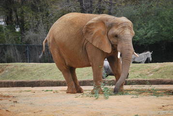 African Elephant