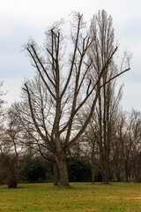 Trees and plants in park