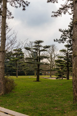 Fototapeta na wymiar Trees and plants in park