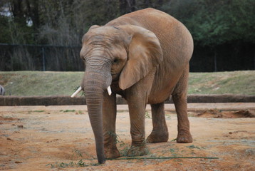 African Elephant