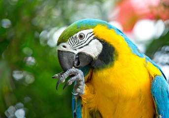 Portrait of Blue & Gold Macaw in a natural atmosphere.