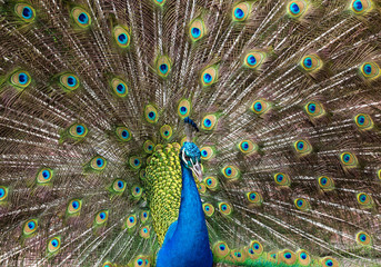 Obraz premium Peacock feathers beautifully distributed.