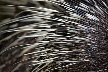 Pattern and detail of the feathers, porcupine.