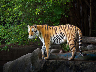 Fototapeta premium Azjatycki tygrys stojący na skale w naturalnych lasach.