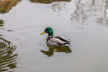 Duck